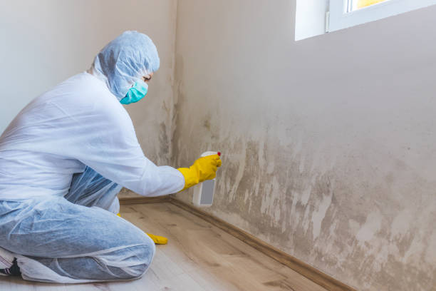 Licensed Mold Cleanup service in Entriken, PA - WQB Mold Removal