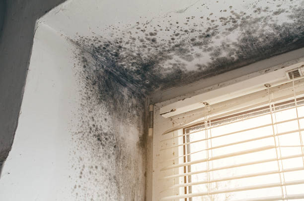 Affordable Mold Cleanup solutions in Entriken, PA