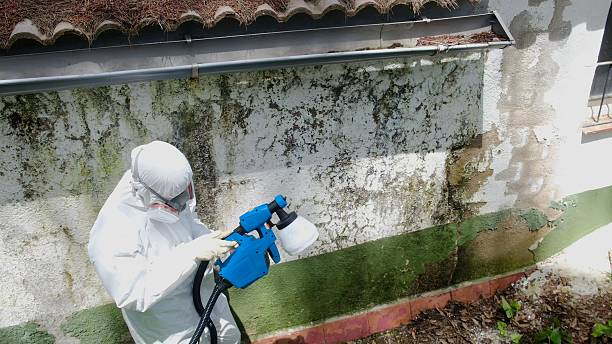 Top rated local Mold Cleanup specialists in Entriken, PA